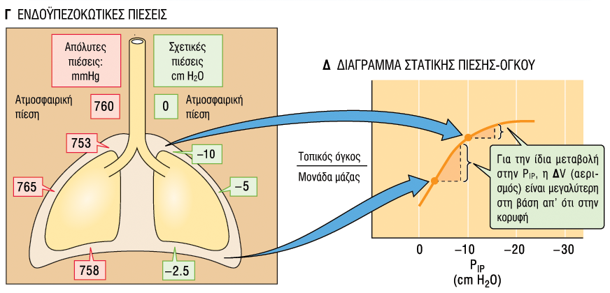 Εξαιτύασ του βϊρουσ των πνευμϐνων η ενδοϒπεζωκοτικό πύεςη εύναι περιςςϐτερο αρνητικό ςτην κορυφό παρϊ ςτη βϊςη ϐταν το ϊτομο εύναι ςτην ϐρθια ςτϊςη.