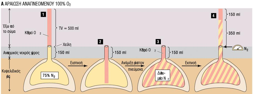Βαςύζεται ςτην απομϊκρυνςη Ν2 απϐ τουσ πνεϑμονεσ. Μετϊ απϐ ειςπνοό αϋρα κλειςτοϑ χώρου, ο κυψελιδικϐσ αϋρασ αποτελεύται απϐ 75% Ν2.