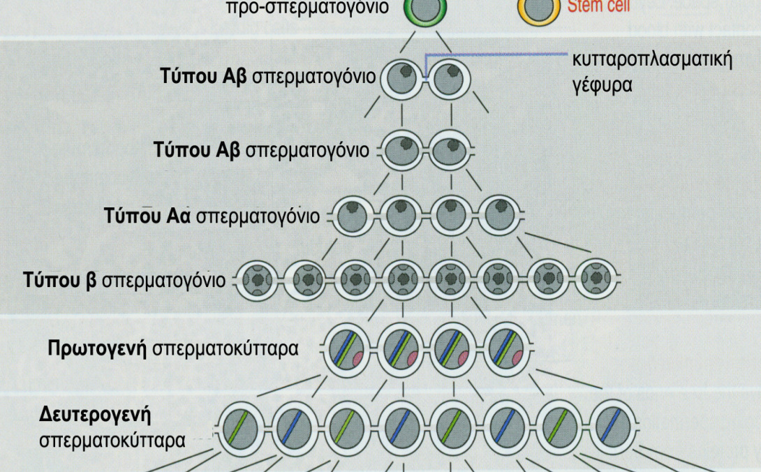 ΣΠΕΡΜΑΤΟΓΕΝΕΣΗ / 2 η φάση ΜΕΙΩΣΗ Τα πρωτογενή σπερµατοκύτταρα (θυγατρικά κύτταρα των σπερµατογονίων τύπου Β) προχωρούν στο διπλασιασµό του DNA (φάση S
