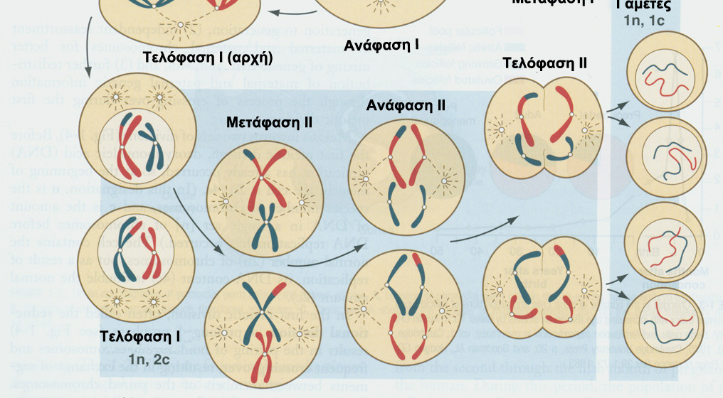 ΜΕΙΩΣΗ Μείωση Ι πρωτογενή σπερµατοκύτταρα (2n,