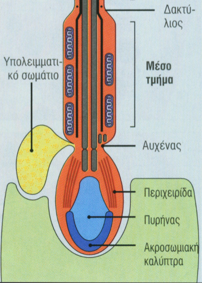Στάδιο Golgi ΣΤΑ ΙΑ ΣΠΕΡΜΙΟΓΕΝΕΣΗΣ Η σπερµιογένεση πραγµατοποιείται στο προσαύλιο διαµέρισµα του ΣΣ: σε φωλέες (πρώιµες