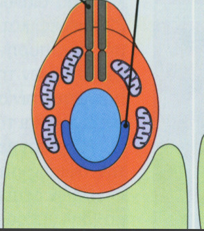 ΣΠΕΡΜΙΟΓΕΝΕΣΗ / 2 o στάδιο Στάδιο καλύπτρας Σχηµατισµός της ακροσωµιακήςκαλύπτρας: α) επιπέδωση του ακροσωµιακούκυστιδίου, β) σύνδεσή του µε το πυρηνικό περίβληµα µέσω της υποακροσωµιακήςστιβάδας και
