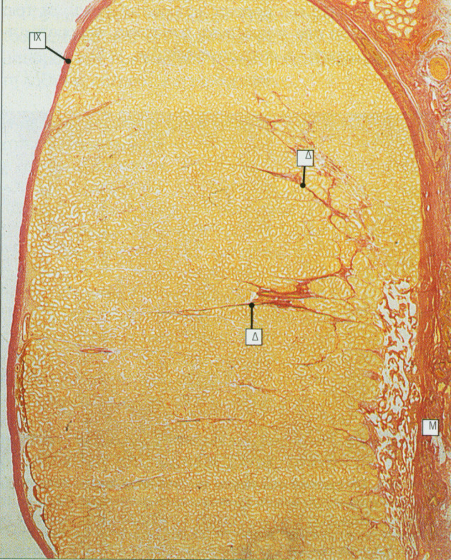 ΟΡΧΕΙΣ Όργανα παραγωγής σπερµατοζωαρίων Ορχικό παρέγχυµα : σπερµατικά σωληνάρια και διάµεσος ιστός Κάθε όρχις περιβάλλεται από ινώδη χιτώνα, που παχύνεταιστην οπίσθια