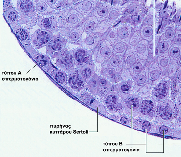 Κύτταρα Sertoli Μέχρι την εφηβεία: κυρίαρχος κυτταρικός τύπος του ΣΣ Μετά την εφηβεία: ~10% των κυττάρων του ΣΣ Ηλικιωµένοι άντρες: σηµαντικός κυτταρικός πληθυσµός του ΣΣ Στους ενήλικες είναι