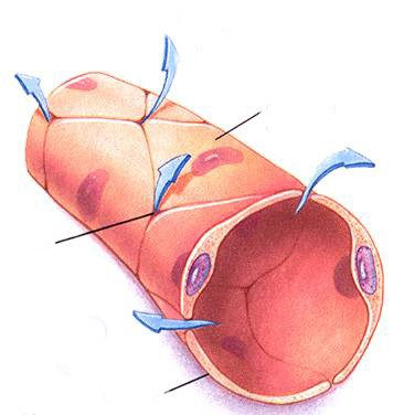 Kapilare so najmanjše krvne žilice in merijo 5 10 μm. Njihove stene so sestavljene iz ene plasti celic. Skozi njih lahko prehajajo elementi kisika, vode in lipidov z difuzijo ter nato stopajo v tkiva.