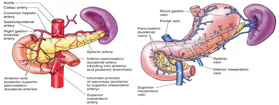 Vascularizaţia: Arterele: din artera gastro-duodenală pleacă două artere pancreatico-duodenale superioare; din artera mezenterică superioară pleacă două artere pancreatico-duodenale inferioare;