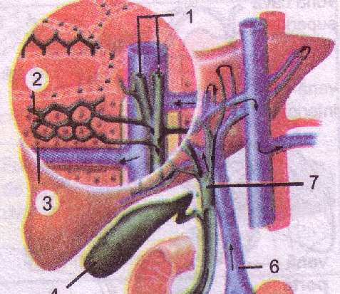 Ficatul Ficatul si vezicula biliara; 1-duct biliar;2canalicule biliare;3celule hepatice;4vezicula biliara;5duoden;6-vena porta;7-duct hepatic;8-duct hepatic comun Ficatul este cea mai mare glandă din