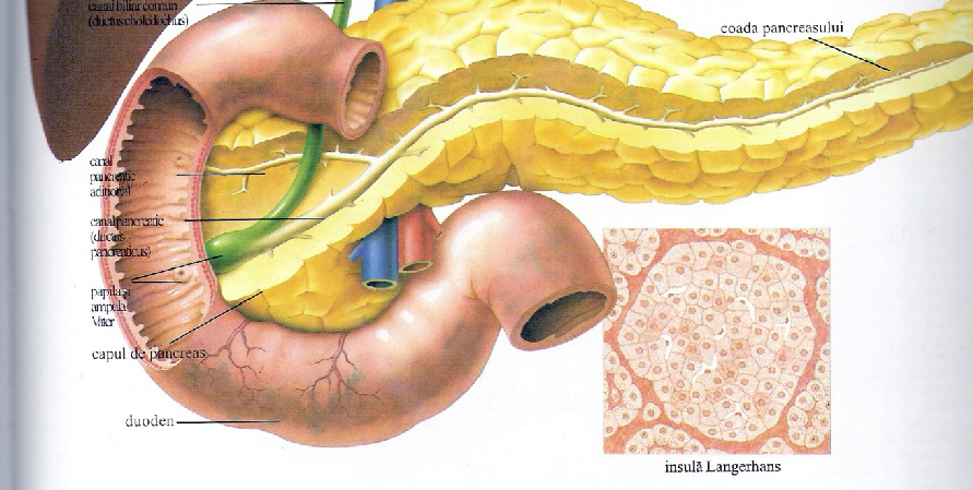 Canalul pancreatic accesor (Santorinii) Canalul pancreatic