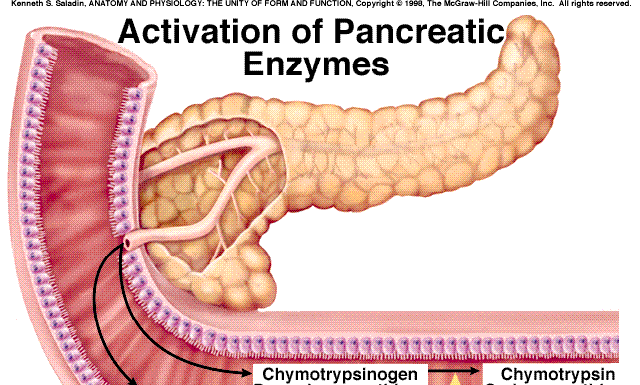 SUCUL PANCREATIC: COMPOZIŢIE Ioni: Na, K, HCO3-, Cl Enzime Enzimele proteolitice Tripsina Chimotripsina Carboxipeptidaza Elastaza Dnaza Rnaza!