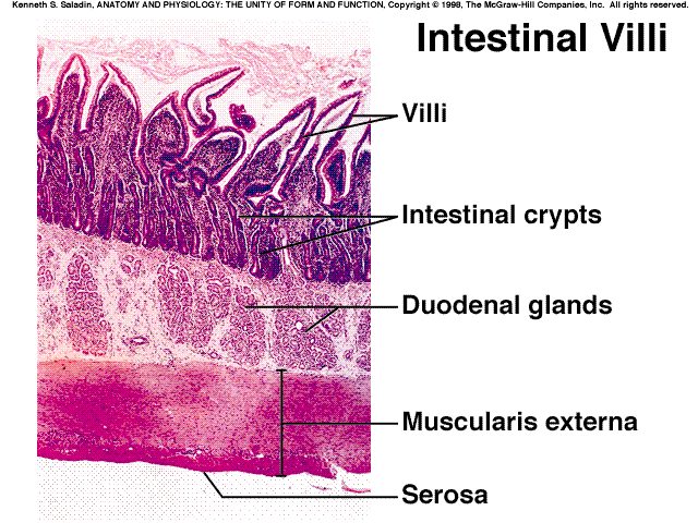 SECREŢŢIA INTESTIN SECRE INTESTINALĂ ALĂ Intestinul subţire: vili la nivelul