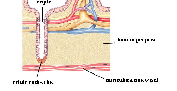 Secreţia intestinală NaCl K+ K Na, K, 2Cl 2Cl Cl- op Secretia