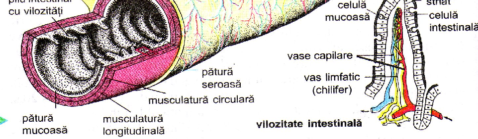 Intestinul subţire este căptuşit dinspre interior către exterior de aceleaşi trei pături: mucoasă, submucoasă, musculară (muşchi circulari şi longitudinali) şi seroasă Mucoasa intestinală este supusă