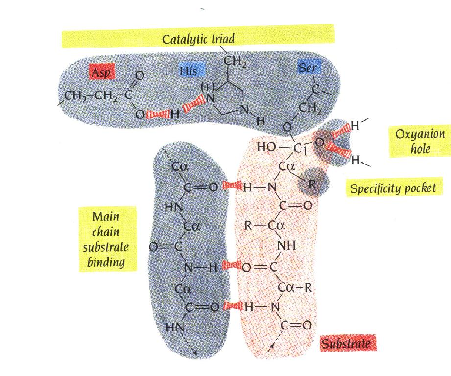 Οι πρωτεάσες της σερίνης Η πρόσδεση του υποστρώματος (πολυπεπτιδίου) στις πρωτεάσες της σερίνης.