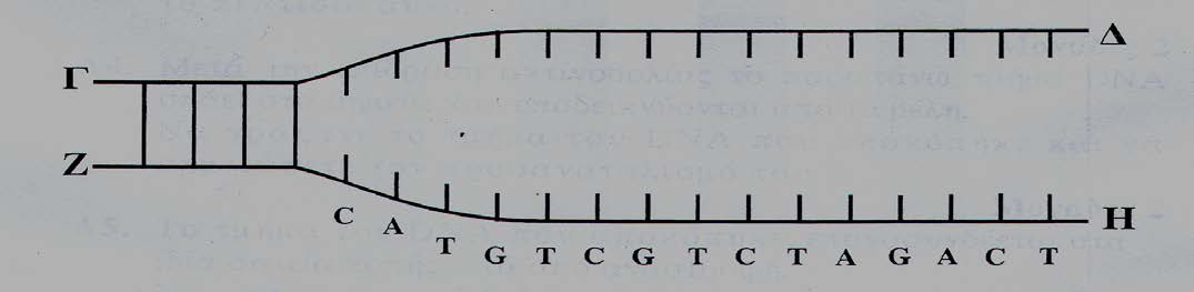6. Σε μια θέση τμήματος μορίου DNA με κλώνους Α και Β, έχει ξεκινήσει η αντιγραφή, όπως φαίνεται στο παρακάτω σχήμα.