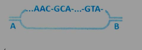27. Εστω το παρακάτω άκρο ενός τμήματος m-rna που εμπεριέχει τα κωδικόνια για κάποια αμινοξέα και αμετάφραστη περιοχή: UUUCAGUUUACGUCCUCGAACU Α.
