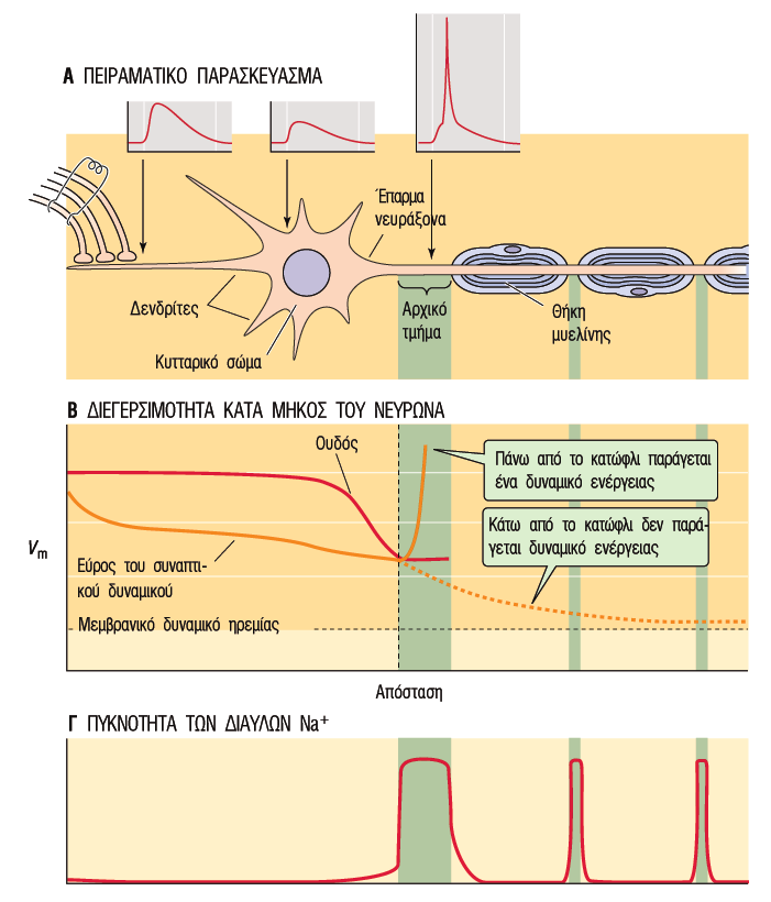 Ενεργοποίηση μετασυναπτικού νευρώνα Ιατρική Φυσιολογία: Κυτταρική και μοριακή