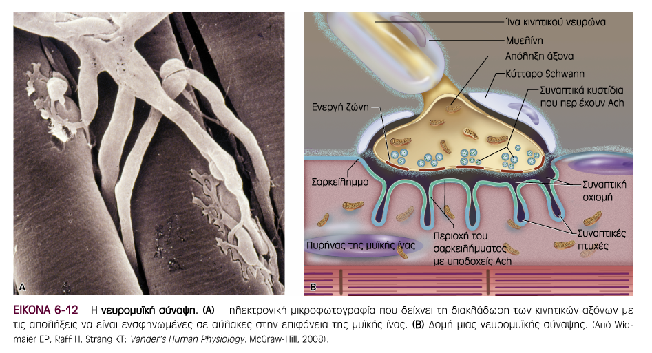 Νευρομυϊκή σύναψη Πηγή εικόνας: Ganong s Review of Medical