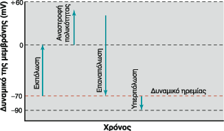 Αλλαγές Δυναμικού Μεμβράνης - Refresher Εκπόλωση: Λιγότερο αρνητικό απο το Δυναμικό Ηρεμίας Αναστροφή Πολικότητας: Εσωτερικό θετικότερο του εξωτερικού του κυττάρου Επαναπόλωση: Επιστροφή σε αρνητικές