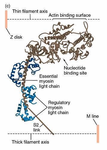 Vezno mesto za aktin GLAVA MIOZINA Esencijalni laki lanci miozina Vezno mesto za ATP (ATP-azna aktivnost)