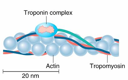 TANKE NITI - građene su od molekula AKTINA, TROPOMIOZINA I TROPONINA U mirovanju, svaki molekul tropomiozina prekriva po sedam veznih mesta na aktinu za miozin. Monomerni G-aktin ATP fiziol.