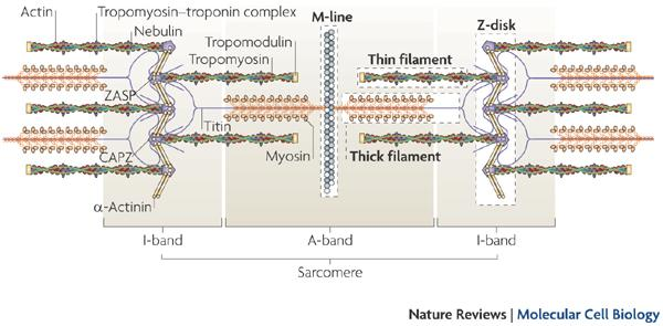 Titin veliki protein koji povezuje Z liniju sa M linijom. Obezbeđuje elastičnost mišića.