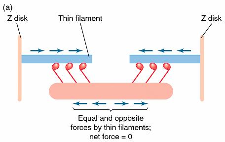 Model klizećeg filamenta snaga mišićne kontrakcije