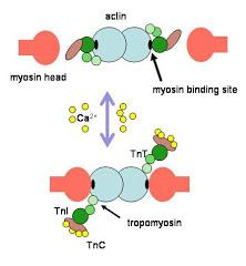 Ca 2+ u sarkoplazmi 10-7 mol/l Vezivanje Ca 2+ za TnC, promena njegove konformacije. Tropomiozin se pomera i oslobađaju se vezna mesta na aktinu za miozin.