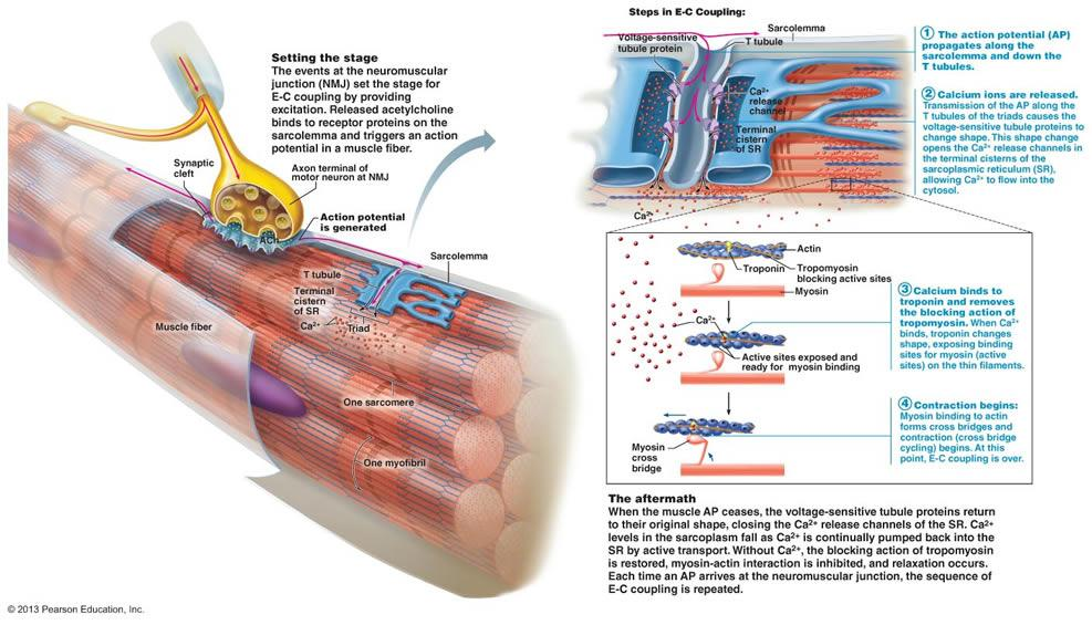 Muscle Contraction Process: Molecular Mechanism [3D