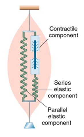 MEHANIČKI MODEL SKELETNOG MIŠIĆNOG VLAKNA Kontraktilna komponenta Aktinske i miozinske niti Serijska elastična komponenta Paralelna elastična komponenta Elementi postavljeni serijski u odnosu na