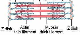 M linija Jedna debela (miozinska) nit sastoji se od nekiliko stotina miozinskih molekula pakovanih tako da se