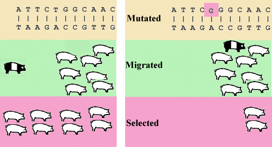 75 vaid kaks eri sugupoole genotüüpi omavat isendit. See tekitab esmapilgul pisut segadust.