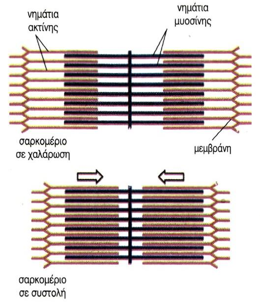ΜΥΪΚΗ ΣΥΣΤΟΛΗ Η μυϊκή συστολή γίνεται με ένα μηχανισμό ολίσθησης των νηματίων της ακτίνης προς τα νημάτια της μυοσίνης, στον