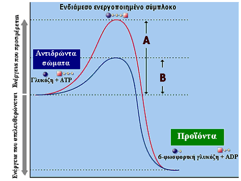 2006 ΜΕΡΟΣ Β ΑΣΚΗΣΗ 8 1. Στο σχεδιάγραμμα οι γραφικές παραστάσεις δείχνουν την πορεία μιας χημικής αντίδρασης χωρίς την παρουσία ενζύμου και με την παρουσία ενζύμου. α. Τι παριστάνουν τα γράμματα Α και Β; (Μονάδες 2) β.