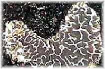 Tuber melanosporum (Μαύρη τρούφα) Tuber brumale (Χειμωνιάτικη τρούφα) Οι τρούφες συμβιώνουν με δενδρώδη είδη όπως είναι η χνουδωτή δρύς, η πλατύφυλλη δρύς, η αριά, η φλαμουριά, η φουντουκιά, η λεύκη,