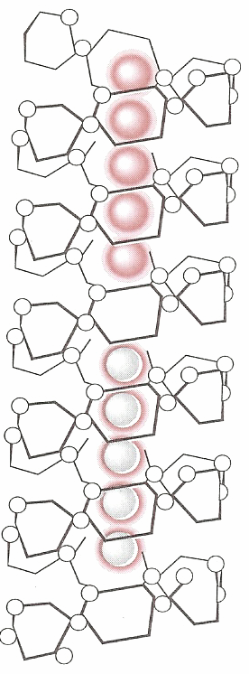 Ο σχηματισμός του συμπλόκου αμύλου- ιωδίου (1) I 2 (s) + I (aq) I 3 (aq) I 5, I 7, I 9 (2) β-αμυλόζη συστατικό του αμύλου