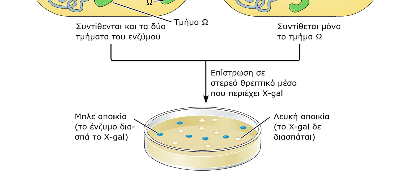 Κλωνοποίηση Βήμα πέμπτο: Διάκριση