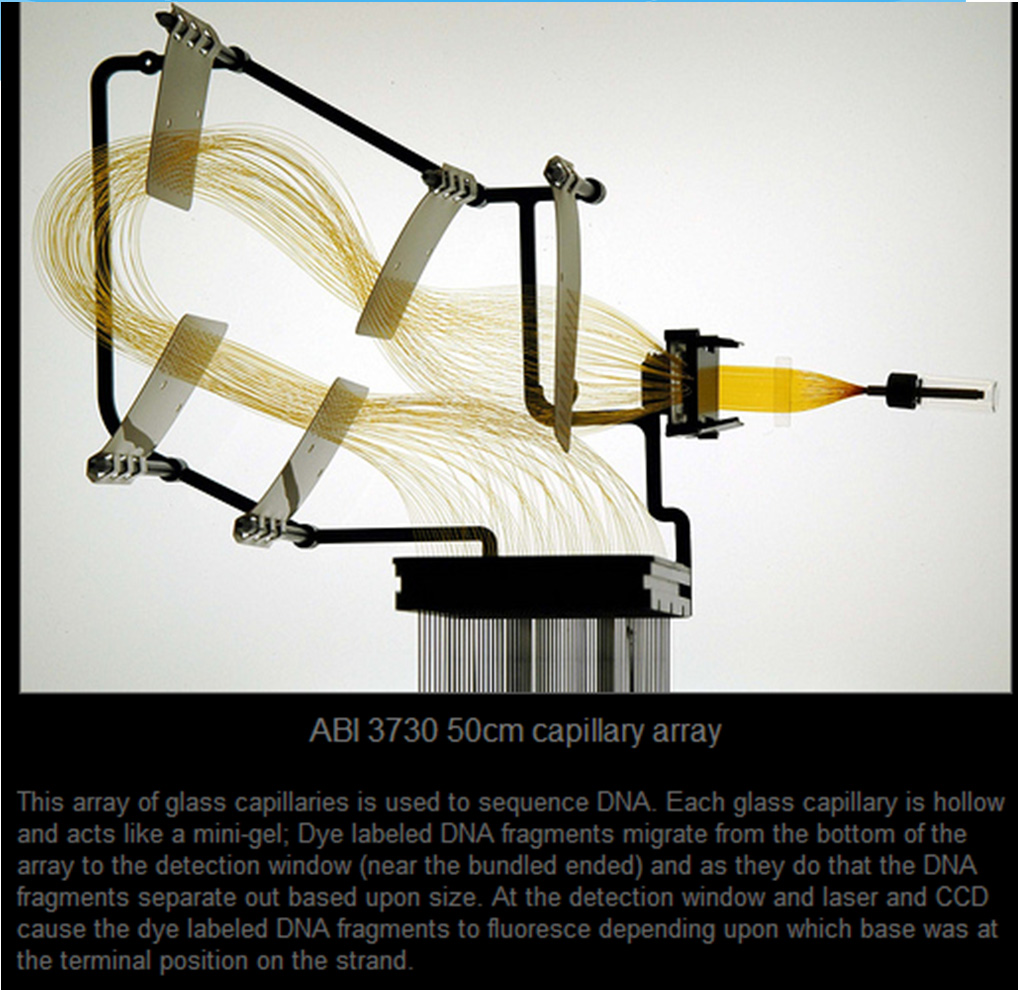 Macrogen - ABI 3730 capillary sequencers Κόστος: ~ 5 ευρώ / αντίδραση