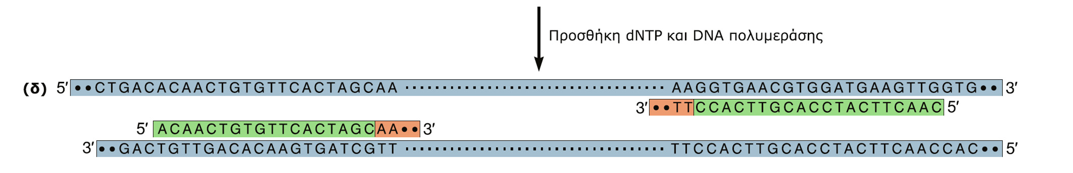 Εκκινητές της DNA