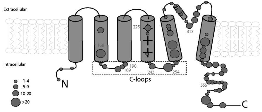 Μεταλλάξεις σε KCNQ1 (LQT1) HR= 2.