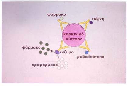 Αντισώµατα, ανοσοτοξίνες και