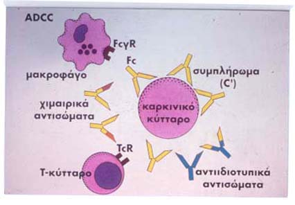 Αντισώµατα στη