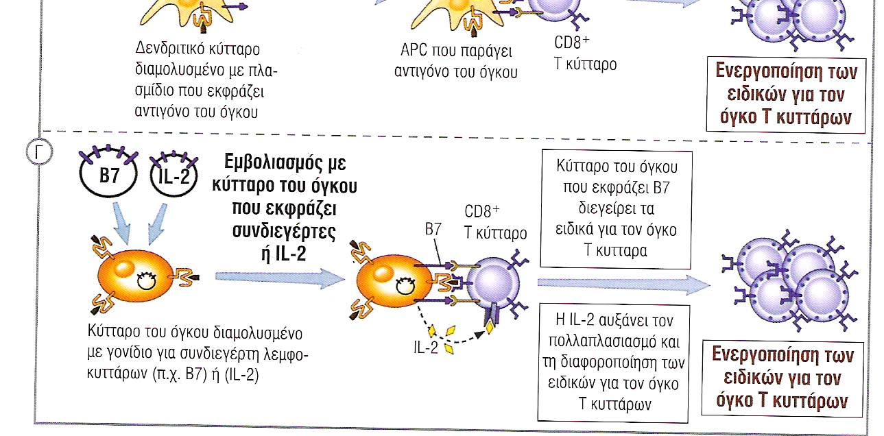 Β. Ενεργός ανοσοποίηση και