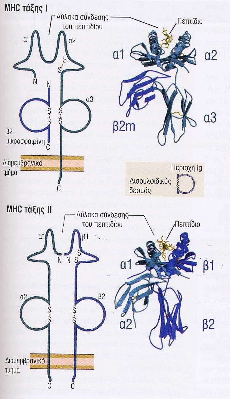 οµή τωνµορίων MHC τάξης Ι και ΙΙ Πολυµορφικές