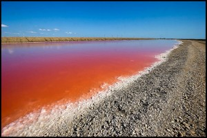 DUNALIELLA SALINA Dunaliella salina je druh halophile zelenej mikroriasy, ktorá sa vyskytuje najmä v morskej soli.
