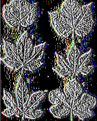1 7 Εικόνα 3. Φύλλα με διαφορετικό σχήμα λοβών. (1-4 0. ΗίΓειιίιίΓη - 5, Ο. ΒατύαάεηΒε - 6, Ο.