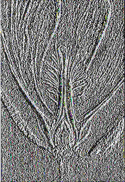 Εικόνα 4. Τομή άνθους βαμβακιού. (Χριστίδης 1965). Το άνθος του βαμβακιού (εικόνα 4) αποτελείται από τα παρακάτω μέρη με τη σειρά που εμφανίζονται από έξω προς τα μέσα: α) Τρία βράκτια φύλλα.