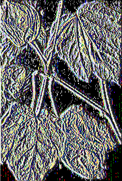 Εικόνα 26. Βακτηρίωση Στις κοτυληδόνες και στα φύλλα εμφανίζονται καστανόμαυρες γωνιώδεις νεκρωτικές κηλίδες.