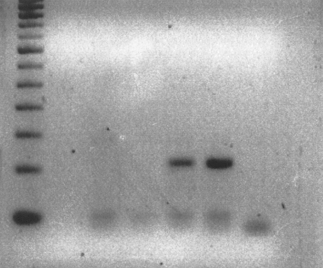 28S διαγνωστικές PCR Α Εργαστήριο