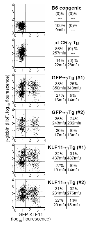 FKLF1 γt FKLF1 γt Σχήμα 5. Ανοσοφαινοτυπική ανάλυση ερυθρών αιμοσφαιρίων ποντικών μεταμοσχευμένων με μυελό οστών επιμολυσμένο με ιικό φορέα FKLF1/GFP.