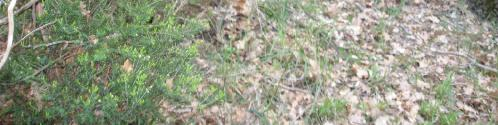 ΠΑΡΑΡΤΗΜΑ : ΛΕΥΚΩΜΑ Εικόνα 8. Quercus coccifera-phillyrea latifolia κοινότητα.